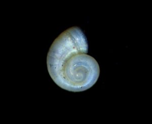 Mollusque Islamia sp. (photo F. Lefebvre - PCN)