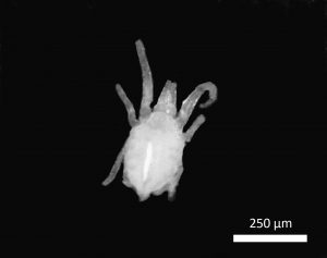 Arachnide Soldanellonyx chappuisi (photo F. Lefebvre - PCN, dét. M. Bertrand)