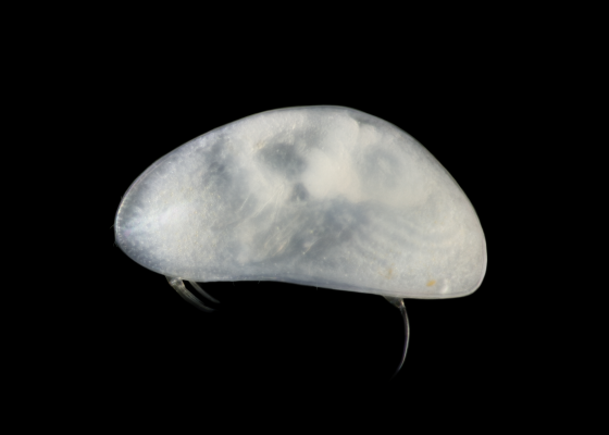 Candonopsis danilucae sp. nov. (Jean-Francois / Cart-SEPANSO)