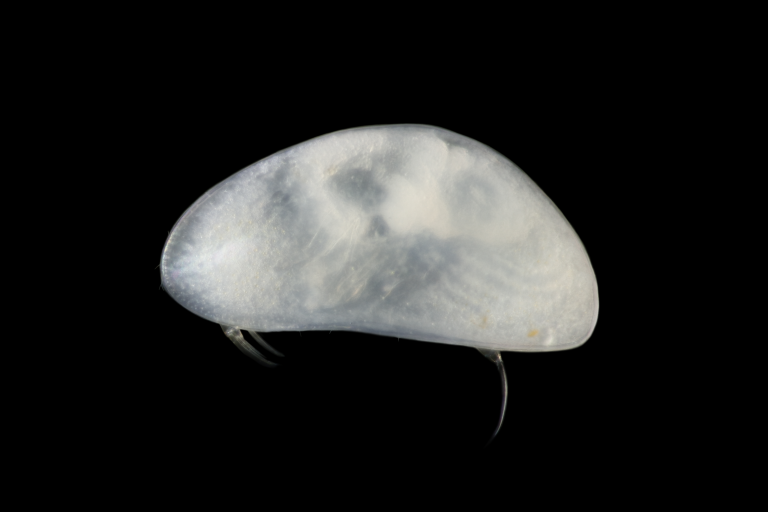 Candonopsis danilucae sp. nov. (Jean-Francois / Cart-SEPANSO)