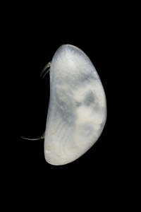 Candonopsis danilucae sp. nov. (Jean-François Cart - SEPANSO)