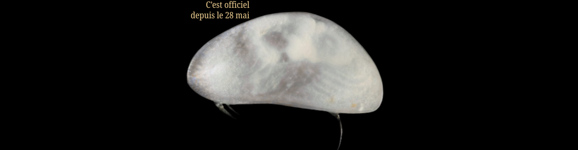 Nouvelle espèce Candonopsis danilucae dans le cadre du programme Stygofaune