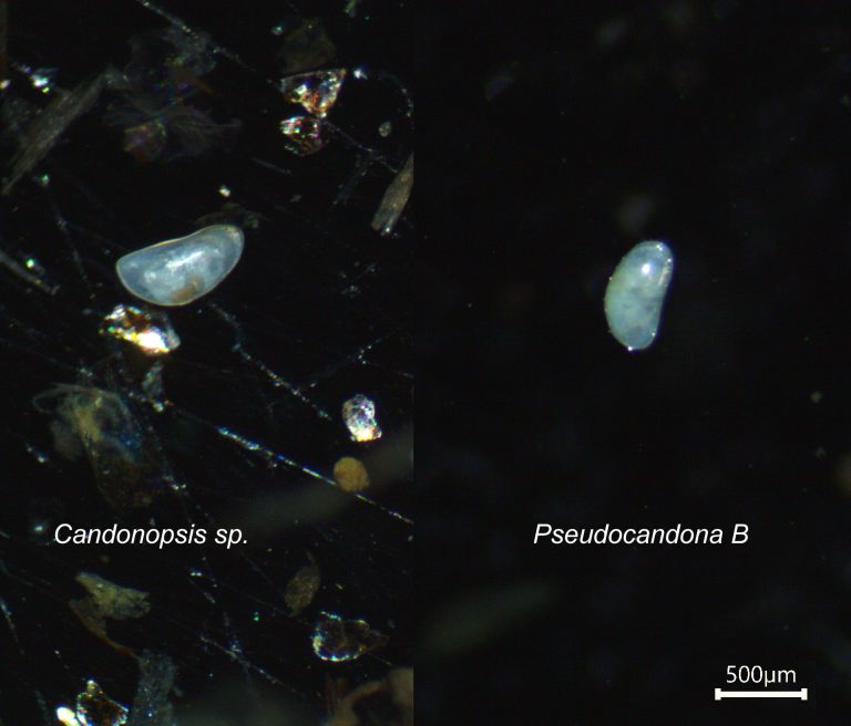 Nouvelles espèces - Programme stygofaune (© SEPANSO)
