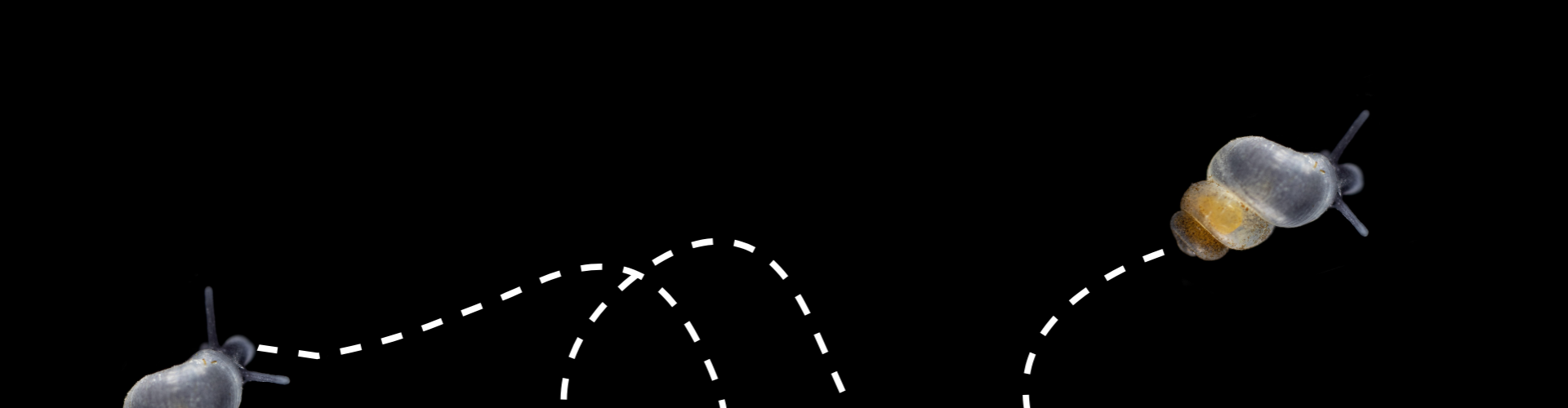 Cheminement d'un escargot pour le passage à la phase 2 vers la bio-indication